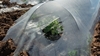 Picture of LOW COVER GREENHOUSE FILM 