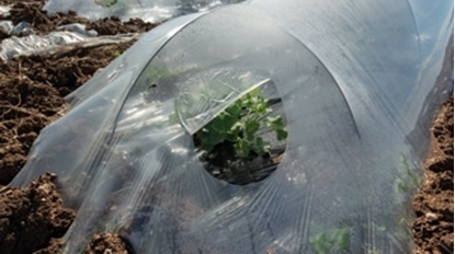 Picture of LOW COVER GREENHOUSE FILM 