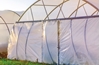 Picture of GREENHOUSE FILM