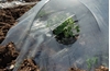 Picture of LOW COVER GREENHOUSE FILM 